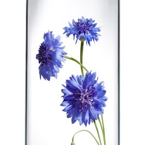 Dzeramais ūdens AKVILE, negaz., stiklā, 0,75l(DEP) - 450-21602